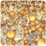 Псилоцибиновые (галлюциногенные)  грибы Psilocybin "Golden Teacher" в Сортавале