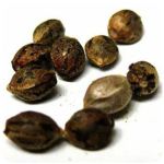 Семена марихуаны АК-47  (Seeds AK-47) в Сортавале